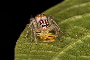 erwachsene weibliche Springspinne jagt eine weibliche Krabbenspinne foto