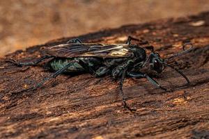 erwachsene Vogelspinne Wespe foto