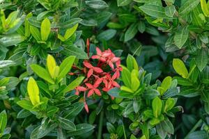 rote dschungelflammenpflanzenblume foto