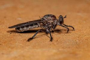 erwachsener räuber fliege foto