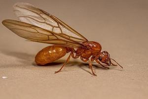 erwachsene weibliche geflügelte Diebe Ameisenkönigin foto