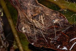 kleine Kannibalenspinne foto