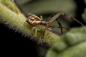 kleine weibliche Krabbenspinne foto