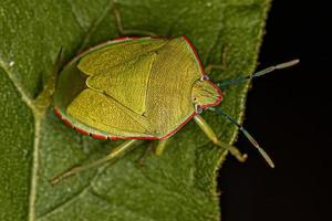 Erwachsener grüner Stinkkäfer foto