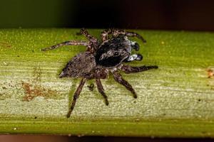 männliche springende Spinne foto