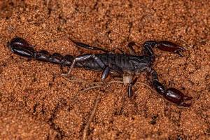 Arthropoden-Spinnentier-Chelicerate-Skorpion foto