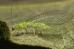 erwachsene typische grüne Florfliege foto