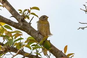 weiblicher Safranfinkenvogel foto