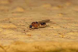 männliche erwachsene Myrmicine Ameise foto