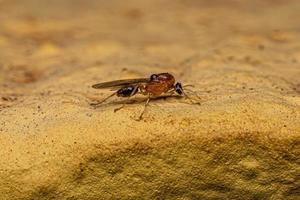 männliche erwachsene Myrmicine Ameise foto