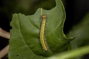 Raupe des großen südlichen weißen Schmetterlings foto