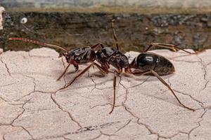 erwachsene weibliche Fallenkieferkönigin ant foto