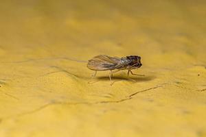 Eintagsfliegen-Insekten-Exoskelett foto