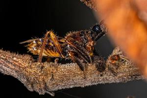 erwachsener Bienenmörderkäfer foto