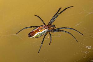 kleine basilica orbweaver spinne foto