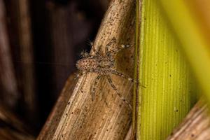 kleine entelegyne Spinne foto