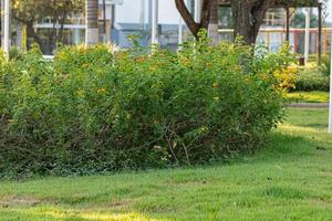 Orangenblüte von Lantana-Pflanzen foto