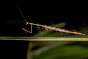 Erwachsene Thespid Mantis foto