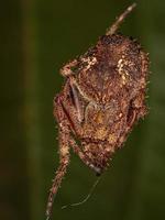 kleine Orbweaver-Spinne foto