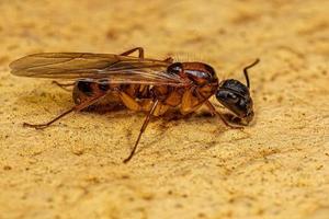 erwachsene weibliche Zimmermannskönigin Ameise foto