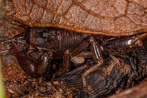 kleiner schwarzer Skorpion foto