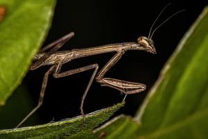 kleine Mantis-Nymphe foto