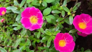 rosa und gelbe Blumen, die morgens blühen 02 foto