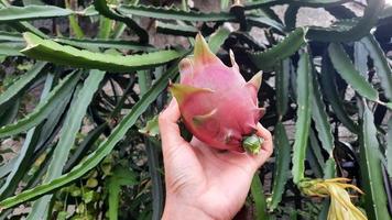 die Hand, die die gerade vom Baum gepflückte Drachenfrucht hält foto