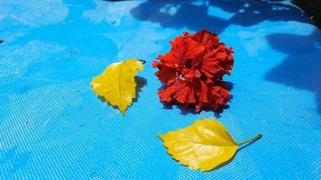 rote Blüten und gelbe Blätter auf blauem Grund foto