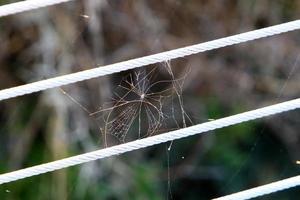 auf den Ästen und Blättern der Bäume Spinnweben aus dünnen Fäden. foto