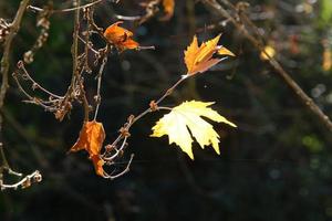 auf den Ästen und Blättern der Bäume Spinnweben aus dünnen Fäden. foto