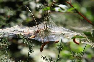 auf den Ästen und Blättern der Bäume Spinnweben aus dünnen Fäden. foto