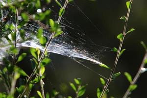 auf den Ästen und Blättern der Bäume Spinnweben aus dünnen Fäden. foto