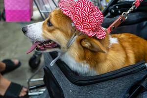 Hund sitzt im Rollstuhl foto