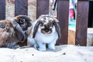 Kaninchen sind kleine Säugetiere foto