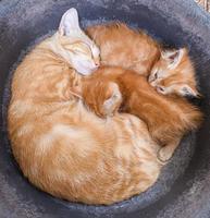 Die Katzen schlafen zwischen der Mutter und ihren beiden Kindern ein foto