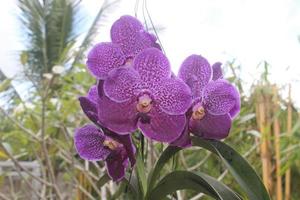 fokussieren Sie sich selektiv auf die Schönheit der Vanda Pure Wax Blue Orchidee im Garten. unscharfer Hintergrund. foto