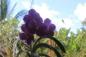 Selektiver Fokus der schönen blauen Orchideenblumen aus reinem Vanda-Wachs im Garten. unscharfer Hintergrund. blaue Vanda-Orchidee. foto