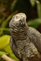 schöne zerzauste Federn auf einem grauen Papagei foto