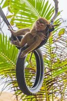 Affenmakaken angekettet an Reifen im Dschungel am Strand von Thailand. foto