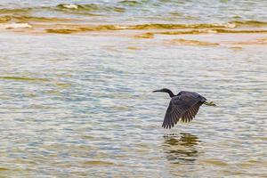 großer schwarzer wasservogel reiher storch fliegendes stehendes wasser phuket thailand. foto