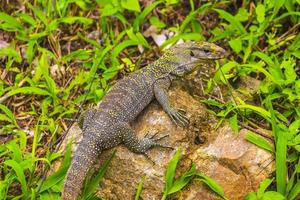 Eidechsen Geckos Leguane Reptilien Natur auf Steinfelsen Ast Thailand. foto