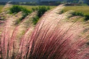 rosa muhly Gras foto