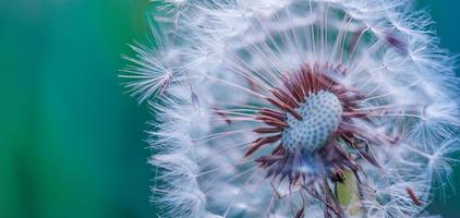 Nahaufnahme von Löwenzahn auf Banner mit natürlichem Licht, Nahaufnahme der künstlerischen Natur. Frühling Sommer Hintergrund. Traum Natur Makro, Blumenpflanze. abstrakte weiche blaue grüne saisonale wildblume. wunsch- und traumkonzept foto