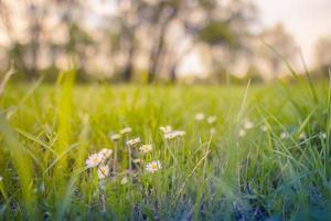 margerite gänseblümchen auf der wiese bei sonnenuntergang. Frühlingsblume im Waldgebiet. friedliche pastellfarben, sonnenuntergangsunschärfe bokeh-bäume, grüne graswiese und weiße gänseblümchenblumen. idyllische natur nahaufnahme landschaft foto