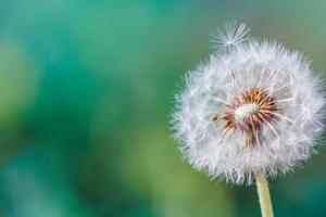 Nahaufnahme von Löwenzahn auf Banner mit natürlichem Licht, Nahaufnahme der künstlerischen Natur. Frühling Sommer Hintergrund. Traum Natur Makro, Blumenpflanze. abstrakte weiche blaue grüne saisonale wildblume. wunsch- und traumkonzept foto