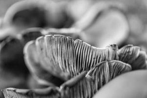 ein filigraner kleiner pilz in schwarz-weiß, aufgenommen in einer baumwurzel, mit lichtfleck foto