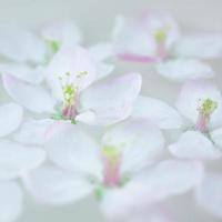 weiße Blumen, die im Wasser schwimmen foto