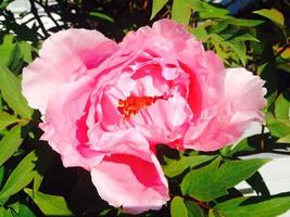 rosa Rose im Sonnenschein foto