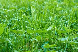 Hintergrundbild von grünem Gras mit Tropfen frischen Taus. foto